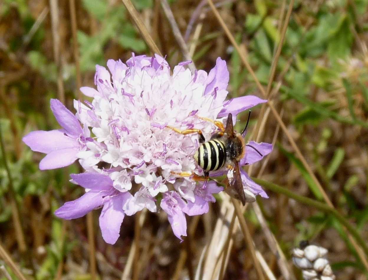 Trachusa interrupta (Apidae Megachilinae)